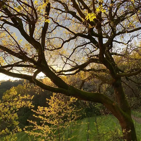 La Quercia E Lo Scoiattolo