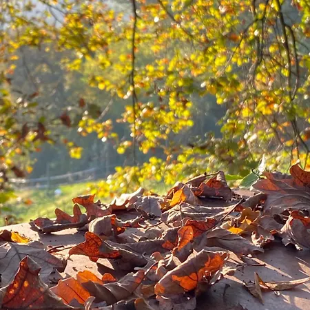 La Quercia E Lo Scoiattolo *