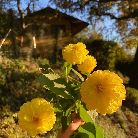 La Quercia E Lo Scoiattolo * Sotto il Monte